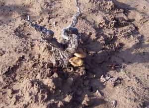 In the fall, <b> <i> Armillaria mellea </i> </b> carpophores develop at the foot of the vines.  (root rot)