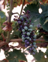 Bunch dieback under the influence of vine dieback diseases.