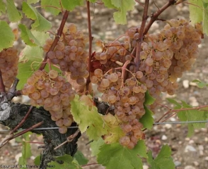 P.noble_semillon1