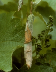 Aumento del puro formado por el enrollamiento del limbo de una hoja de vid por la hembra <i> <b> Byctiscus betulae </b> </i>.