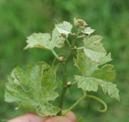 Rama con entrenudos muy cortos asociados a la presencia de <i> <b> Calepitrimerus vitis </b> </i>.  Este síntoma recuerda al de la cancha empatada.  (acariosis)