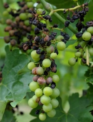 Un ataque bien desarrollado de podredumbre negra sobre un racimo de uvas.<i><b>Guignardia bidwellii</b></i> 