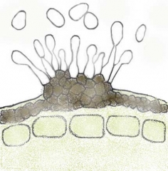 Formación de conidios de la forma anamórfica  de<i><b>Elsinoë ampelina</b></i> (anthracnosis)