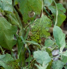 Las numerosas manchas marrones presentes, de contorno difuso, llevan al amarilleo de la lámina, incluso a su necrosis y se van secando.  <i> <b> Alternaria beringelae </b> </i>