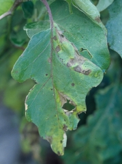 En esta hoja, las manchas marrones muestran débiles anillos concéntricos, un halo clorótico bastante difuso; los tejidos alterados acaban por romperse y dividirse. <i><b>Alternaria beringelae</b></i> (ex <i>Alternaria solani</i>).