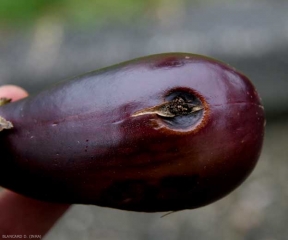 Se ha asentado una lesión cóncava en esta fruta madura.  Los tejidos se colapsan y se dividen gradualmente, mientras que el pericarpio adquiere localmente un tinte negro. <i><b>Alternaria alternata</b></i> (syn. <i>Alternaria tenuis</i>, alternariosis)