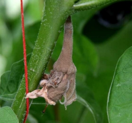 Las flores, especialmente los pétalos senescentes, son particularmente susceptibles a <i> <b> Botrytis cinerea </b> </i>.  Este último no tarda en colonizarlos en periodos húmedos, provocando una podredumbre pardusca cubierta con el característico <b> moho gris </b>.