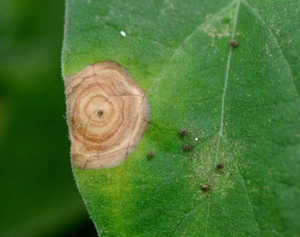 Además de los llamativos patrones concéntricos, el característico moho gris de <i> <b> Botrytis cinerea </b> </i> está comenzando a cubrir porciones de tejido degradado.