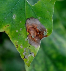 La humedad permitió que el micelio de <i> <b> Botrytis cinerea </b> </i> penetrara localmente en el limbo de la hoja y allí se desarrolló una lesión necrótica.  Además de los patrones concéntricos de color marrón oscuro, está cubierto en el borde de la hoja con un moho gris bastante difuso.