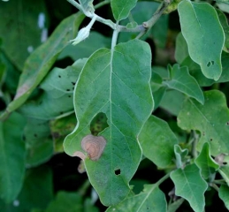 Dos manchas necróticas, irregulares y bien delimitadas, están invadiendo el interior del limbo de esta hoja.  <i> <b> Botrytis cinerea </b> </i>