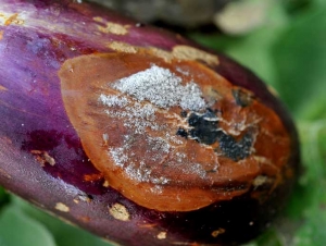 Un moho grisáceo crece en el área podrida de esta fruta.  Los conidios de <i> <b> Botrytis cinerea </b> </i> son claramente visibles.