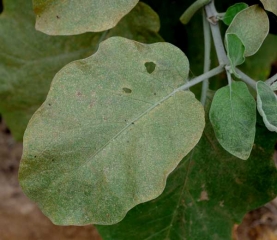 <b>Ácaros</b> en hoja de berenjena.