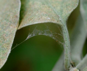 <b>Ácaros</b> en hoja de berenjena.