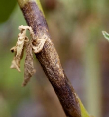 Estructuras diminutas, globulares y negras salpican el tejido dañado y carcaterizan el parasitismo de los cancros de <i> <b> Didymella lycopersici </b> </i> 