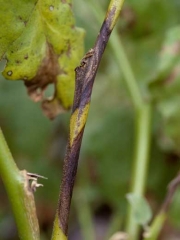 Los tejidos de este tallo atacados por <i> <b> Didymella lycopersici </b> </i> eventualmente se ennegrecen y se secan.