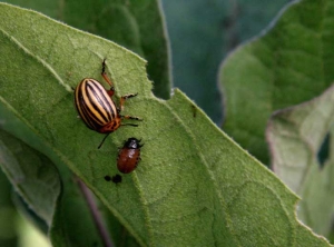 <b> Escarabajo de la patata de Colorado </b> sobre berenjena