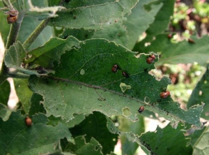 <b> Escarabajo de la patata de Colorado </b> sobre berenjena