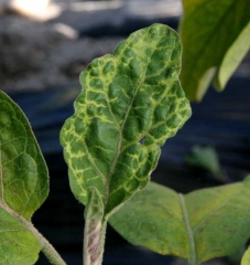 <b><i>Eggplant mottled dwarf virus</i></b>, EMDV en berenjena.