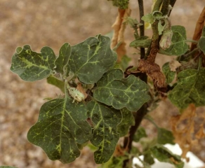 <b><i>Eggplant mottled dwarf virus</i></b>, EMDV en berenjena.