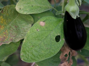 <b> Polillas </b> (noctuidos) en berenjena.