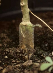 <i><b>Phytophthora nicotianae</b></i> (ex <i>P. parasitica</i>, podredumbre basal) en berenjena.