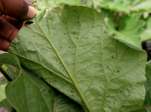 <b> Pulgones </b> en hoja de berenjena.