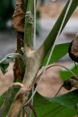 <i> <b> Sclerotinia sclerotiorum </b> </i> en berenjena.