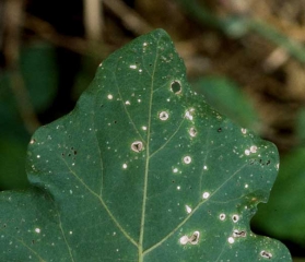 Algunas manchas pueden fusionarse, provocando daños muy importantes a largo plazo.  <i> <b> Stemphylium solani </b> </i>.