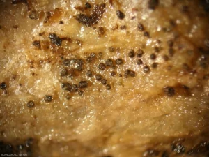 Cuerpos fructíferos de <i> <b> Didymella bryoniae </b> </i> observados con una lupa binocular a bajo aumento