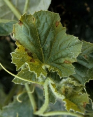 Manchas marrones, pequeñas y necróticas en hoja de melón.  <b> <i> Cladosporium cucumerinum </i> </b>