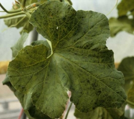 Hojas de color verde pálido salpicadas de pequeñas islas de color verde oscuro, a veces angulares. <b><i>Zucchini yellow mosaic virus</i></b>, ZYMV.