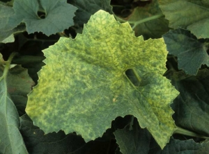 Amarilleo heterogéneo del limbo que confiere a esta hoja de melón un aspecto de mosaico, que no debe confundirse con el inducido por una virosis.  <b> <i> Fusarium oxysporum </i> f.  sp.  <i> melonis </i> </b> (fusarium)