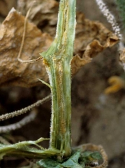 Marcado pardeamiento de los vasos de este tallo de pepino, necrosis de tejidos adyacentes.  <b> <i> Fusarium oxysporum </i> f.  sp.  <i> cucumerinum </i> </b> (marchitez vascular por fusarium del pepino)