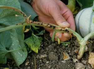 En el tallo aparecen gotas de goma, a menudo de color marrón, que preceden al desarrollo de un deterioro unilateral de beige a marrón. Tenga en cuenta que solo una rama se ve afectada por el momento. <b> <i> Fusarium oxysporum </i> f. sp. <i> melonis </i> </b> (fusarium) 