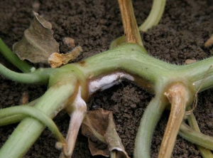 Esta porción del tallo muestra una lesión longitudinal marrón húmeda, cubierta en su centro por una esporulación de color blanco rosado.  <b> <i> Fusarium oxysporum </i> f.  sp.  <i> melonis </i> </b> (fusarium)