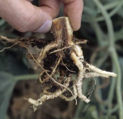 Las raíces ubicadas en la extensión de los vasos dañados eventualmente se vuelven marrones y se degradan.  <b> <i> Fusarium oxysporum </i> f.  sp.  <i> melonis </i> </b> (fusarium)