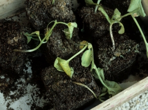 En estas plantas jóvenes de melón afectadas por el marchitamiento por Fusarium, sus cotuledones y las primeras hojas son cloróticas y marchitas.  Se desarrolla una lesión marrón en la base de su tallo.  <b> <i> Fusarium oxysporum </i> f.  sp.  <i> melonis </i> </b>