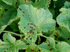 Manchas de grasa de color marrón a negro salpican la hoja de estas hojas de melón.  A menudo delimitadas por las venas, un halo clorótico más o menos marcado las bordea.  <b> <i> Pseudoperonospora cubensis </i> </b> (mildiú velloso)