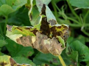 Esta hoja, afectada por numerosas manchas de mildiú, se tornó amarilla, necrótica y rizada.  <i> <b> Pseudoperonospora cubensis </b> </i> (mildiú velloso)