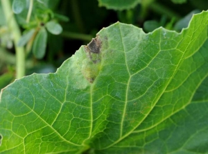 Se desarrolló una gran mancha de tizón tardío levemente clorótico en la periferia de la lámina de la hoja.  Esto comienza a necrodearse.  <i> <b> Pseudoperonospora cubensis </b> </i> (mildiú velloso)