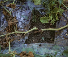 Este tallo de melón, cuyo follaje se ha marchitado y secado parcialmente, presenta un deterioro de color marrón oscuro localizado en el cuello.  <b> <i> Phytophthora capsici </i> </b>