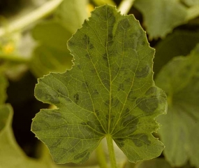 Áreas de tela más o menos anchas y de color verde, contiguas a las vetas, dan a esta lámina un aspecto de mosaico. <b><i>Watermelon mosaic virus</i></b>, WMV.