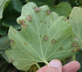 Debajo de la hoja de esta hoja, podemos distinguir claramente por la transparencia el halo húmedo que rodea cada mancha.  <b> <i> Pseudomonas syringae </i> pv.  <i> aptata </i> </b> (fuego bacteriano)