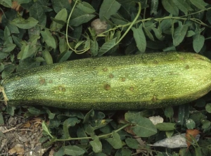 Pequeños cancro y manchas de grasa en esta fruta de calabacín. <b> <i> Cladosporium cucumerinum </i> </b> (cladosporiosis).