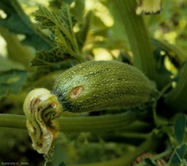 Detalle de una mancha evolucionada en frutos jóvenes de calabacín.  <b> <i> Cladosporium cucumerinum </i> </b> (cladosporiosis).