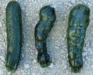 <b><i>Cucumber mosaic virus</i></b>, CMV, <b><i>Zucchini yellow mosaïque virus</i></b>, ZYMV, <b><i>Papaya ring spot virus</i></b>, PRSV en calabacín.