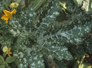 Manchas angulares plateadas, más o menos delimitadas por las nervaduras, en hoja de calabacín.  <b> Máculas fisiológicas </b>