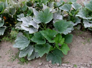 El oidio está invadiendo inexorablemente esta planta, comenzando por las hojas inferiores.  <i> <b> Podosphaera xanthii </b> </i> o <b> <i> Golovinomyces cichoracearum </i> var.  <i> cichoracearum </i> </b> (oidio).