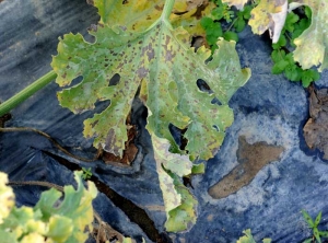 Algunas zonas del limbo de esta hoja de calabacín están necróticas debido a la confluencia de determinadas manchas.  <i> <b> Pseudoperonospora cubensis </b> </i> (mildiú).