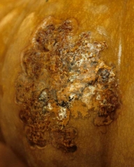 <b> <i> Didymella bryoniae </i> </b> (pudrición negra en fruta) en calabaza.